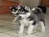 Wundersch�ne und gesunde Huskywelpen