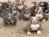 Super s��e Welpen Blue-Line PitBull Terr
