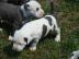 Wundersch�ne Pitbull Welpen abzugeben,