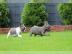 S??e Franz?sische Bulldoggen Welpen