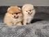 MINI Pomeranian Welpen. 