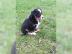 Welpenalarm - Australian Shepherd Exklus
