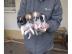Chihuahua Welpen in Schoko M�dchen und J