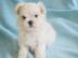 S�sse Malteser Welpen