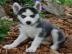 s�sse siberian Husky welpen abzugeben