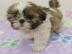shih tzu Welpen Sch�ne!!!!