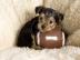 x. mas Yorkshire Terrier Welpen VERF�GBAR