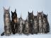 Typvolle Maine Coon K�tzchen mit Staumba