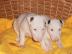 Wundervolle Miniatur Bullterrier aus pll