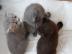 BKH Kitten mit Stammbaum in liebevolle H