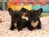 Franz?sische Bulldoggen