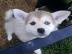 Reinrassige Pomsky. . . . 