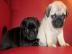 Mini Mops Welpen Beige und schwarz mit p