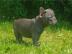 Franz?sische Bulldogge Welpe H?ndin Blau