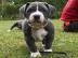 T?pfchen ausgebildete Pitbull Welpen zu