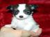 Mini Chihuahua Welpen (weiblich) &(m�nnl