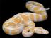 1,1 Piebald und Albino Ball Pythons zum