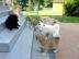 Akita Inu H�ndin mit Zucht- und Showpote