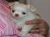 S��e chihuahua-welpen mit Papieren