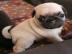Franz�sisch Bulldog R�den freiatmend