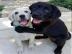 Wundersch?ne Labradorwelpens??e Welpen w