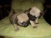 gesunde Mops Welpen f�r neue H�user