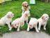 Golden Retriever Welpen bereit