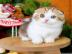 Munchkin-K�tzchen ab sofort verf�gbar