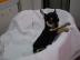 Chihuahua Welpen Mini