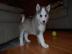 Reinrassiger Siberian Husky