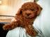 s??e Kuschelpudelwelpen