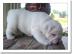 gesunde Englisch Bulldogge f�r adoptin