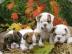 Englische Bulldogge Welpen mit papieren