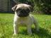 m�nnliche und weibliche Mops-Welpen