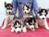 Siberian Husky Whatsapp +4915214389093