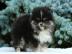 Pomeranian Reinrassige Welpen mit Pap. 
