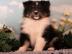 Sheltie Welpen
