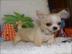 Chihuahuawelpen erh?ltlich