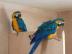 Weaned:Macaws,parrots,conures,amazons