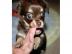 Chihuahua Welpen mit VDH Papieren. 