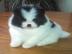 Zwergspitz / Pomeranian welpen/