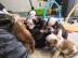Englische Bulldogge Welpen mit Papiere -