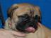 Bullmastiff  Welpen