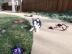 Reinrassige Siberian Husky Welpen mit vo