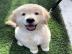 Sch�ne golden retriever-Welpen f�r die R