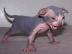 Sphynx K�tzchen bereit f�r ihre Heimat j