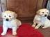 Sch?ne Golden Retriever-Welpen
