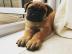 Adorable Bullmastiff Welpen zu verkaufen