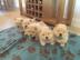 Wundersch?ne Chow Chow Welpen