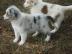 Australian Shepherd Welpen